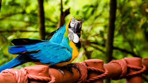 Showing love with beak to beak - singapore bird park, singapore