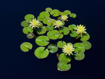 High angle view of water lily against black background