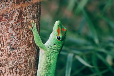 Close-up of gecko on tree trunk