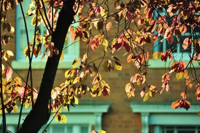 Close-up of leaves against blurred background