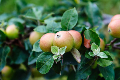 Organic apples hanging from a tree in the orchard. fruit close up background