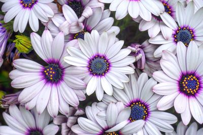 Close-up of pink daisy flowers