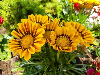 Close-up of yellow flowers blooming outdoors