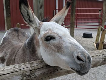 Close-up of a horse in stable