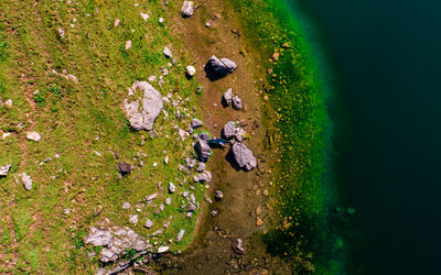 High angle view of crab on rock