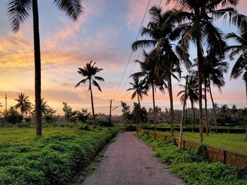 Scenic view of palm trees on field against sky at sunset