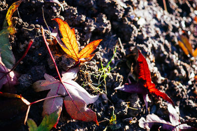 Close-up of leaves on ground