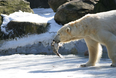 Polar bear carrying bird in mouth while walking on snowy field