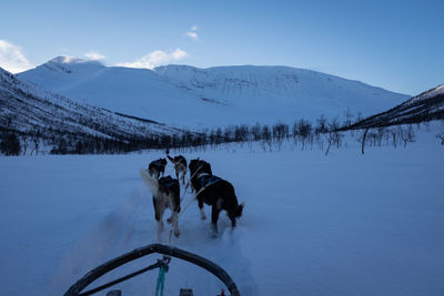 Sled with pulling dogs. point of view.