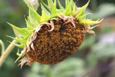 Sunflower growing in the garden. close up of sunflower with ripe seeds on blurred nature background