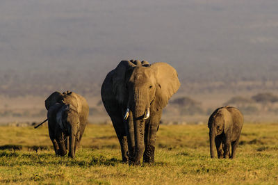Elephants on grassy field