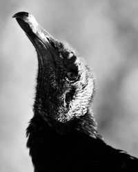 Close-up of a bird