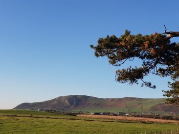 Scenic view of field against clear blue sky