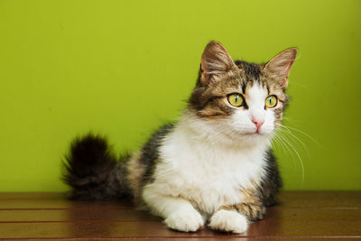 Close-up portrait of a cat