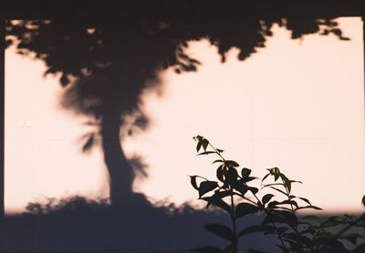 Low angle view of silhouette plant against sky at sunset