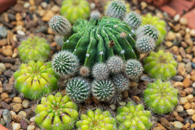 High angle view of succulent plant growing on field