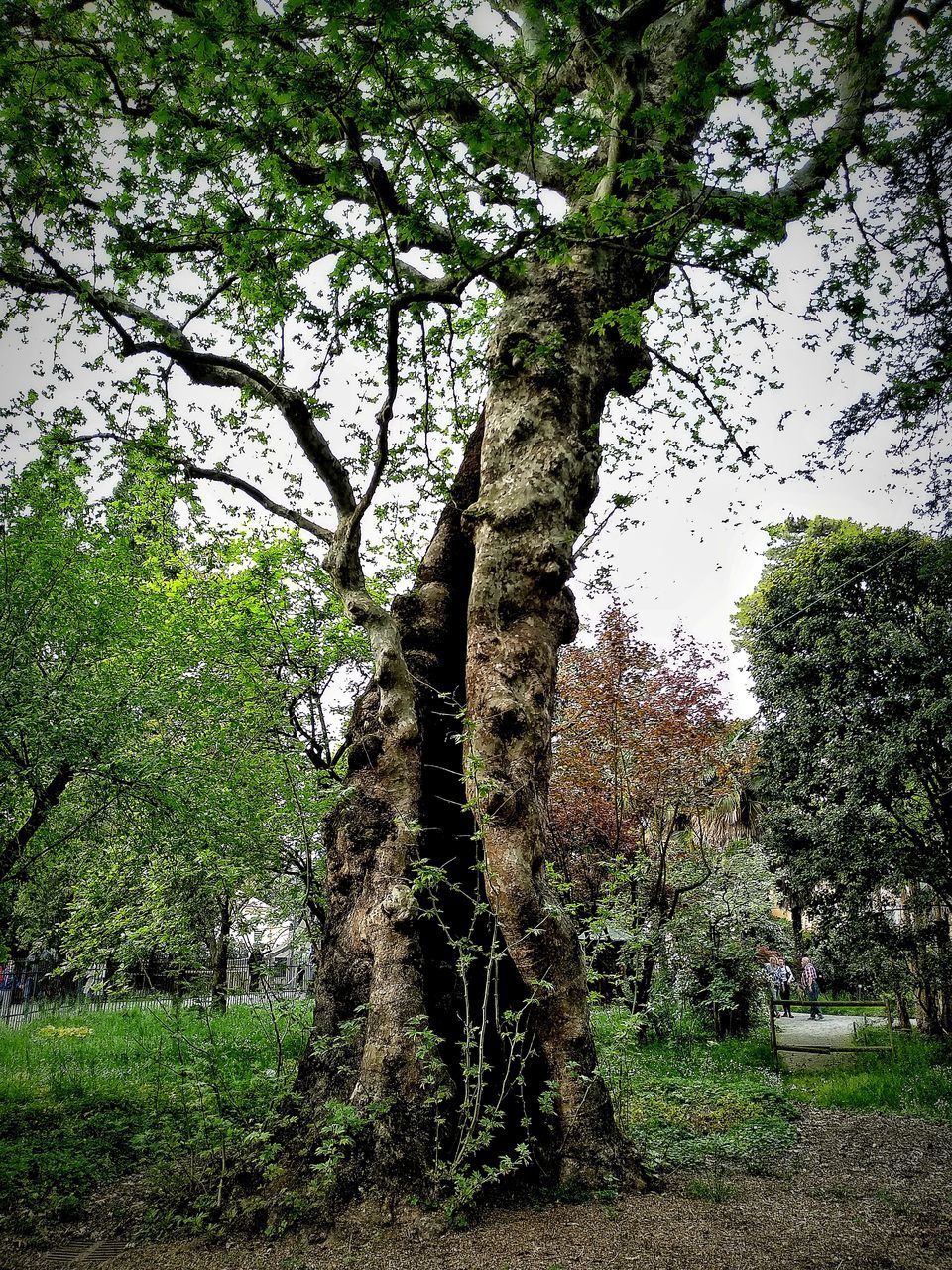 TREES GROWING IN FIELD