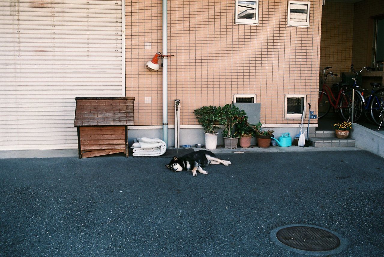 pets, building exterior, dog, architecture, built structure, domestic animals, brick wall, outdoors, no people, domestic cat, day, animal themes, mammal, city