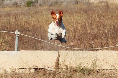 Dog running on field