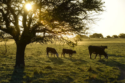 Horses grazing on field against sky during sunset