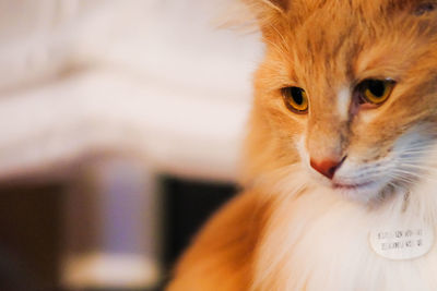 Close-up portrait of cat at home