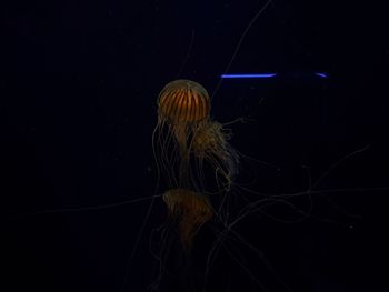 jellyfish