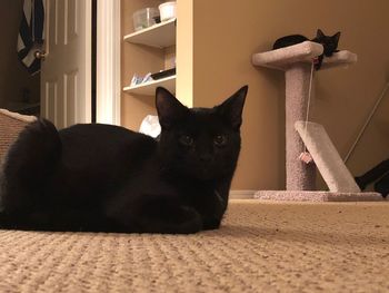 Portrait of black cat sitting on floor at home