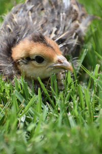 Close-up of a bird on field