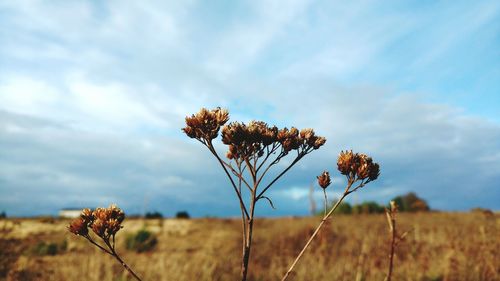 Close-up of wheat blooming on field against sky