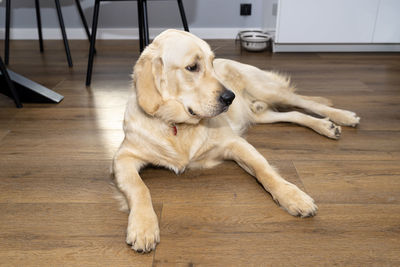 A young male golden retriever lies on modern vinyl panels in the living room of a home. 