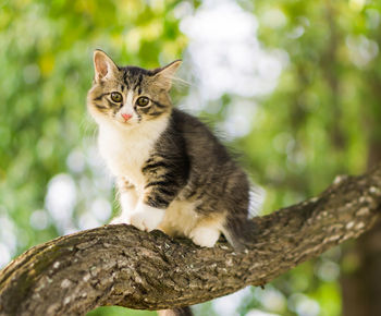 Portrait of cat sitting on tree