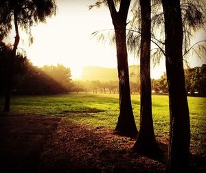 Trees on field against sky