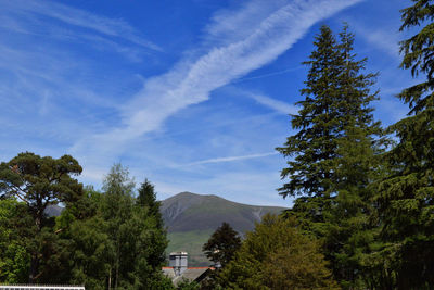 Trees and plants growing on mountain against sky