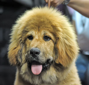 Close-up portrait of a dog