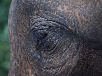 Close-up of elephant