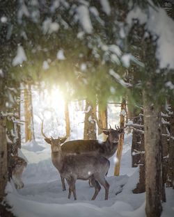 Deer on snow covered field