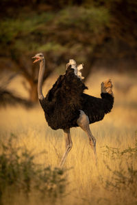 Male common ostrich runs squawking through trees