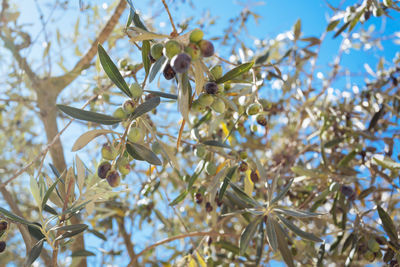 Low angle view of flower tree