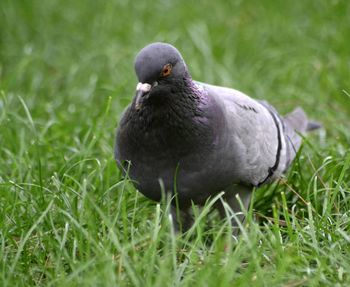 Close-up of duck on field