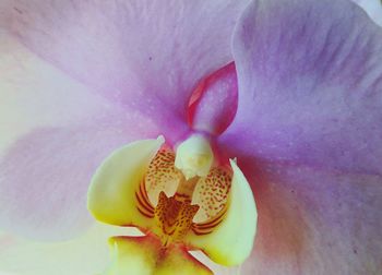 Close-up of pink flower