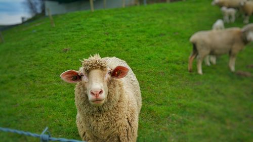 Sheep grazing on grassy field