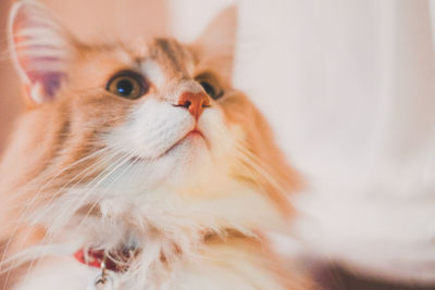 Close-up portrait of kitten