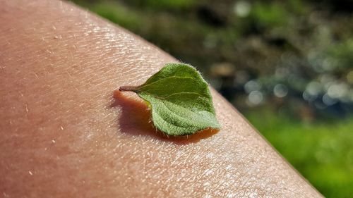 Extreme close up of green leaves