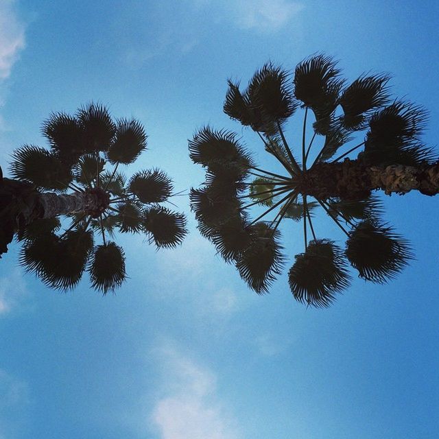 low angle view, tree, sky, blue, growth, beauty in nature, nature, tranquility, cloud - sky, cloud, branch, palm tree, scenics, tranquil scene, day, outdoors, no people, sunlight, leaf, tree trunk