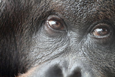 Close-up portrait of a monkey