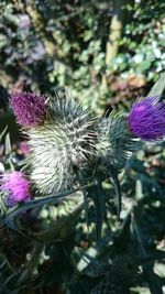 Close-up of purple thistle flowers
