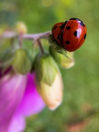 Two ladybugs. heavily in love and on top of things