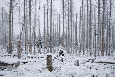 Snow covered trees against sky during winter