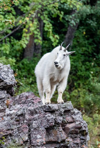 Donkey standing on rock