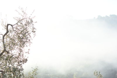 Low angle view of flowering tree against sky